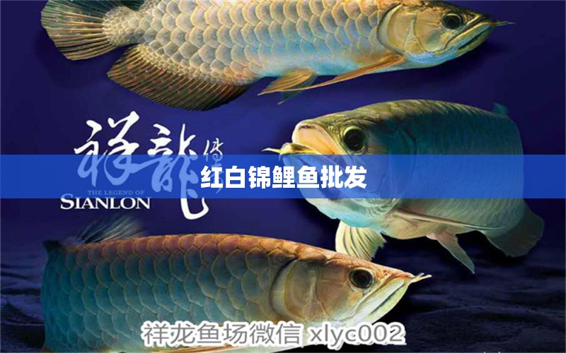 紅白錦鯉魚批發(fā) 紅白錦鯉魚