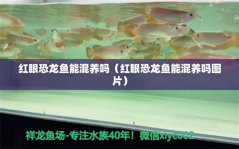 紅眼恐龍魚能混養(yǎng)嗎（紅眼恐龍魚能混養(yǎng)嗎圖片） 印尼四紋虎