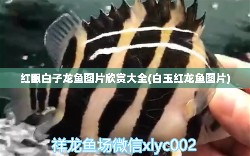 紅眼白子龍魚(yú)圖片欣賞大全(白玉紅龍魚(yú)圖片) 白玉紅龍魚(yú)