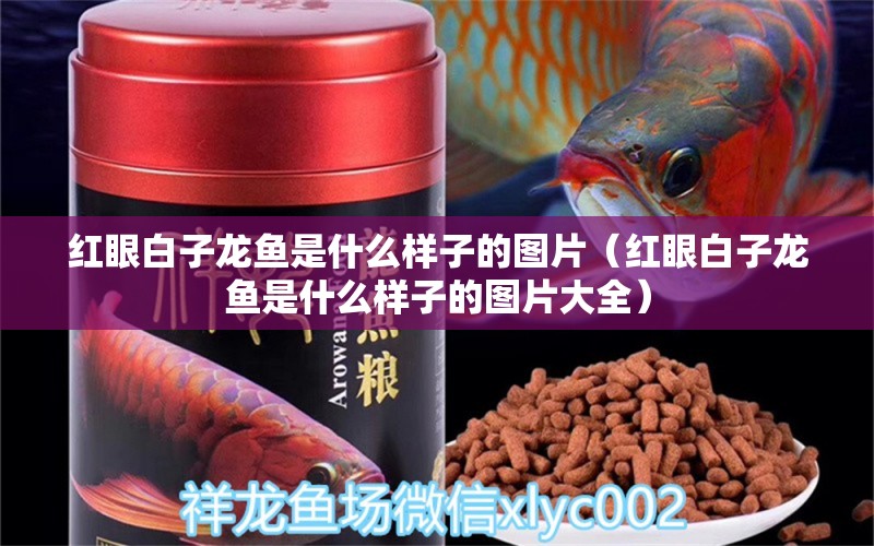 紅眼白子龍魚是什么樣子的圖片（紅眼白子龍魚是什么樣子的圖片大全）