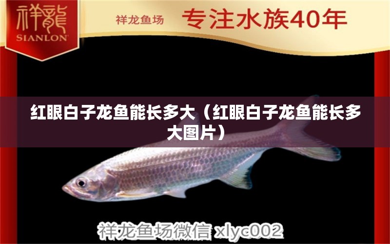 紅眼白子龍魚能長多大（紅眼白子龍魚能長多大圖片）