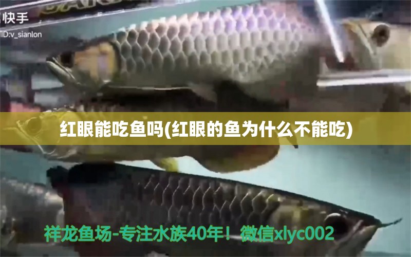 紅眼能吃魚嗎(紅眼的魚為什么不能吃) 泰龐海蓮魚