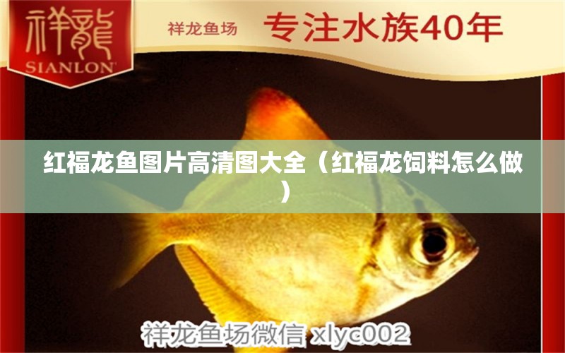 紅福龍魚(yú)圖片高清圖大全（紅福龍飼料怎么做） 全國(guó)觀賞魚(yú)市場(chǎng)