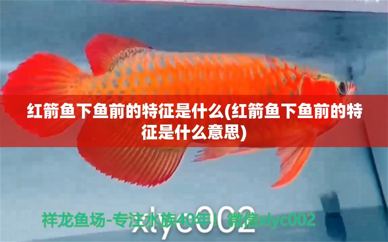 紅箭魚下魚前的特征是什么(紅箭魚下魚前的特征是什么意思) 元寶鳳凰魚專用魚糧