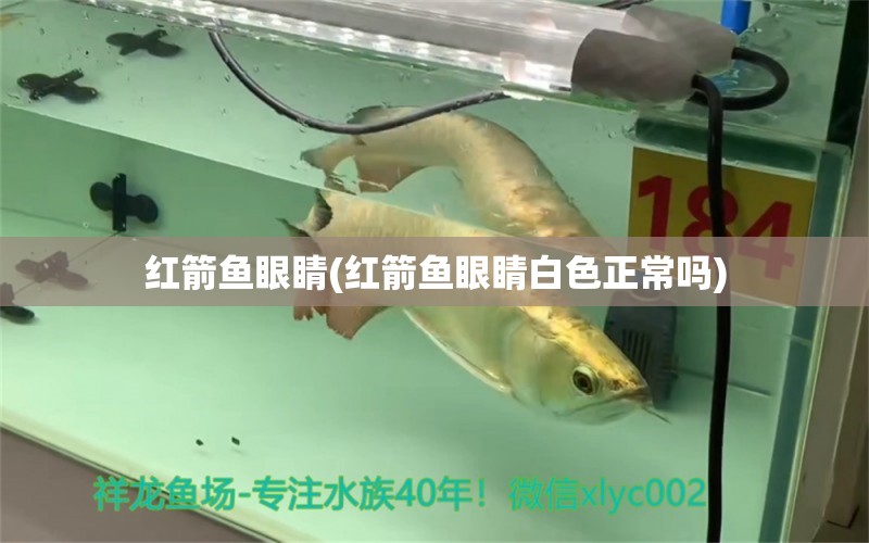 紅箭魚眼睛(紅箭魚眼睛白色正常嗎) 魚缸凈水劑