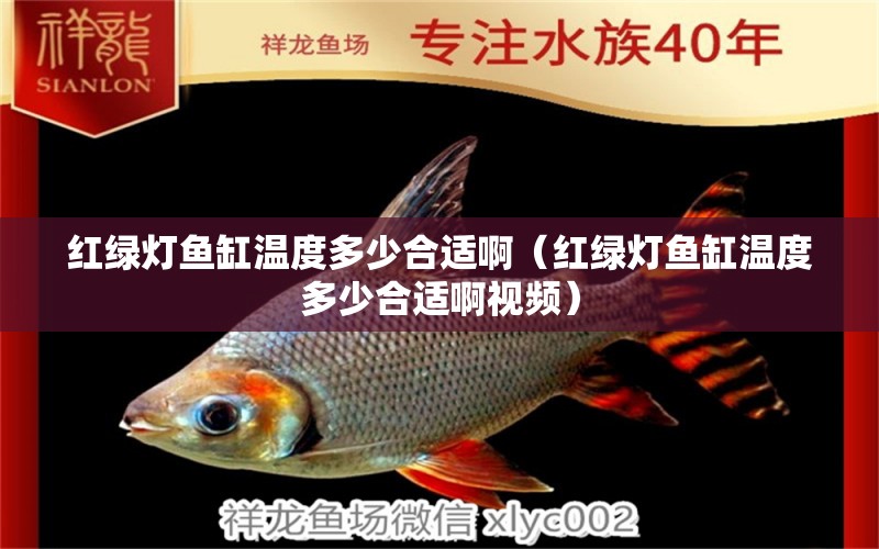 紅綠燈魚缸溫度多少合適啊（紅綠燈魚缸溫度多少合適啊視頻）