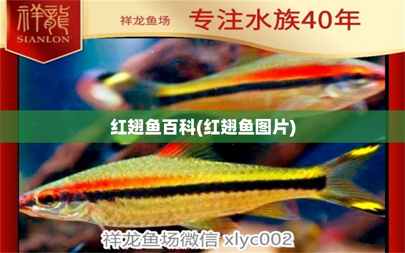 紅翅魚百科(紅翅魚圖片) 水族維護(hù)服務(wù)（上門）