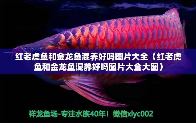 紅老虎魚(yú)和金龍魚(yú)混養(yǎng)好嗎圖片大全（紅老虎魚(yú)和金龍魚(yú)混養(yǎng)好嗎圖片大全大圖） 紅老虎魚(yú)