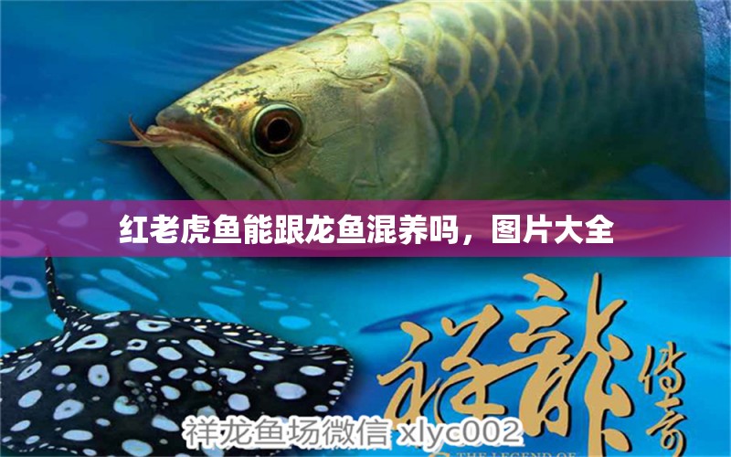 紅老虎魚(yú)能跟龍魚(yú)混養(yǎng)嗎，圖片大全 紅老虎魚(yú) 第1張