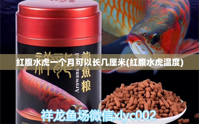 紅腹水虎一個月可以長幾厘米(紅腹水虎溫度) 食人魚（水虎）