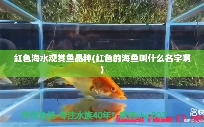 紅色海水觀賞魚品種(紅色的海魚叫什么名字啊) 福滿鉆魚