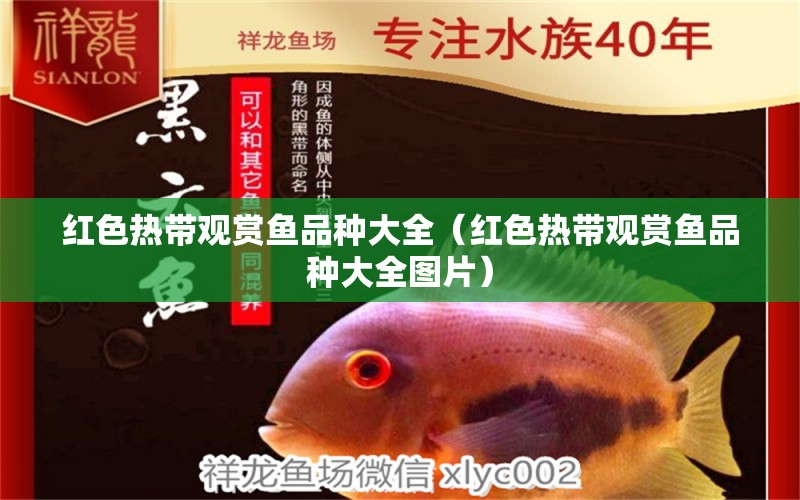 紅色熱帶觀賞魚品種大全（紅色熱帶觀賞魚品種大全圖片）