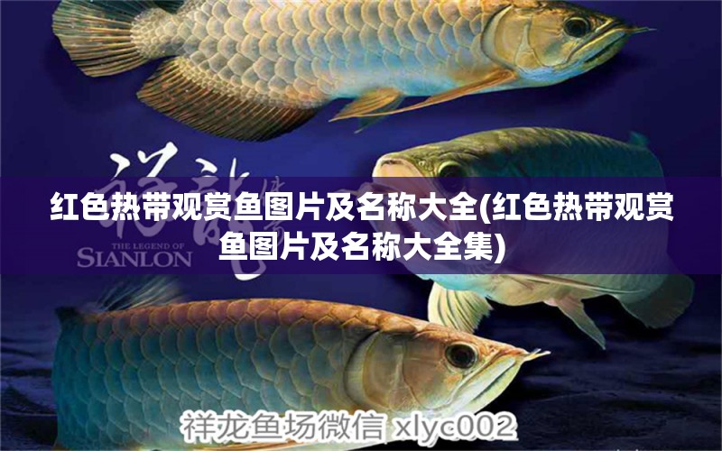 紅色熱帶觀賞魚圖片及名稱大全(紅色熱帶觀賞魚圖片及名稱大全集) 祥龍傳奇品牌魚缸