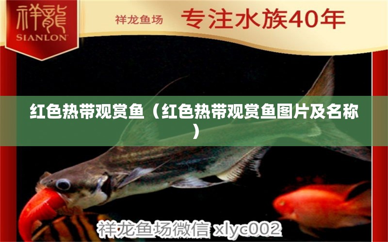 紅色熱帶觀賞魚（紅色熱帶觀賞魚圖片及名稱） 祥龍水族護理水