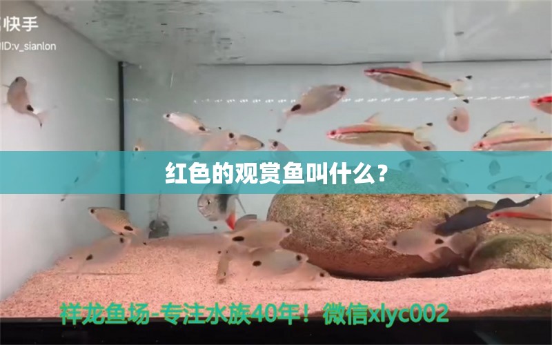 紅色的觀賞魚叫什么？ 養(yǎng)魚知識(shí)