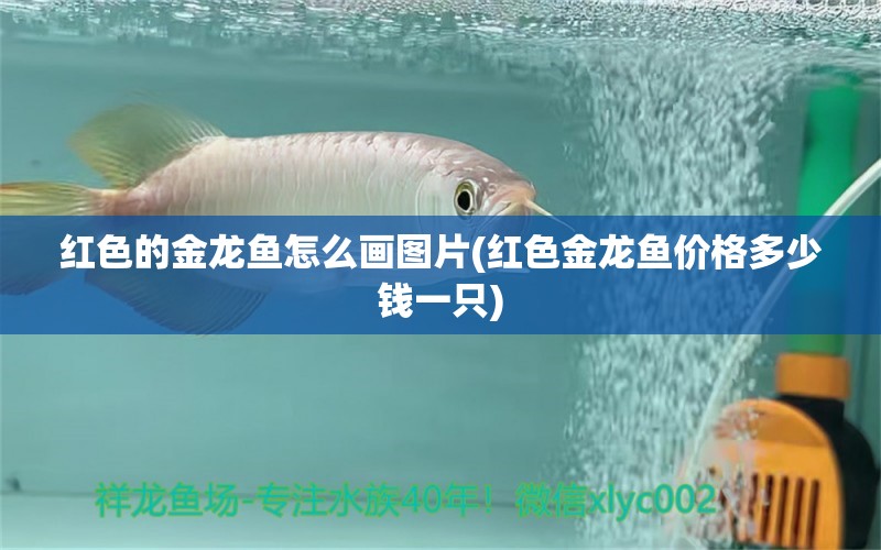 紅色的金龍魚怎么畫圖片(紅色金龍魚價格多少錢一只) 黑桃A魚