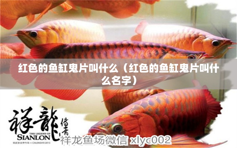 紅色的魚缸鬼片叫什么（紅色的魚缸鬼片叫什么名字）