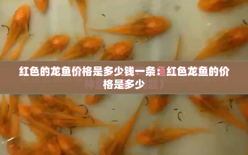 紅色的龍魚價格是多少錢一條：紅色龍魚的價格是多少 水族問答 第1張