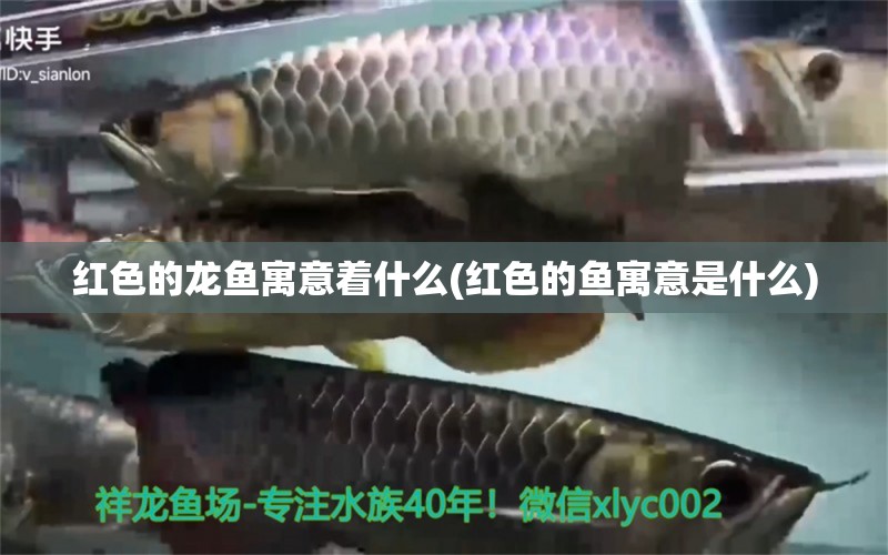 紅色的龍魚寓意著什么(紅色的魚寓意是什么) 潛水艇魚