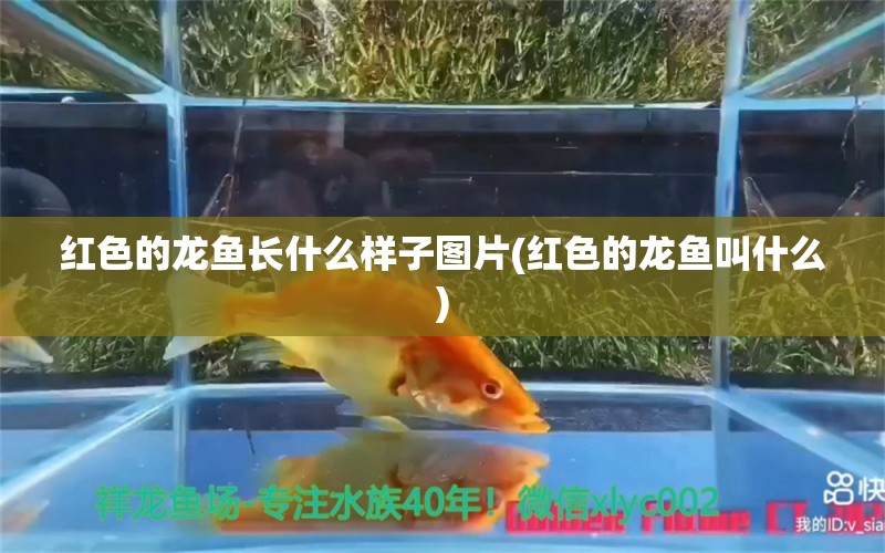 紅色的龍魚長什么樣子圖片(紅色的龍魚叫什么) 銀龍魚