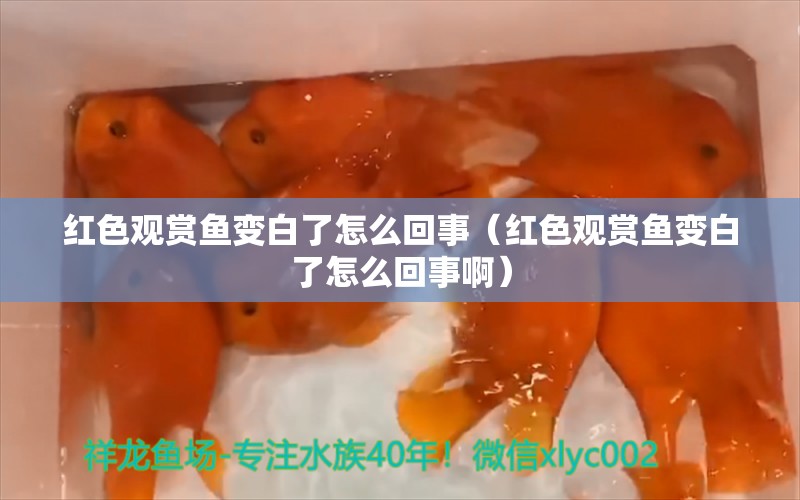 紅色觀賞魚變白了怎么回事（紅色觀賞魚變白了怎么回事?。? title=