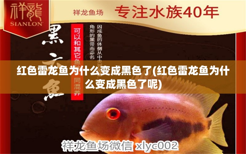 紅色雷龍魚為什么變成黑色了(紅色雷龍魚為什么變成黑色了呢) 養(yǎng)魚知識