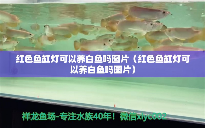 紅色魚缸燈可以養(yǎng)白魚嗎圖片（紅色魚缸燈可以養(yǎng)白魚嗎圖片） 廣州觀賞魚魚苗批發(fā)市場