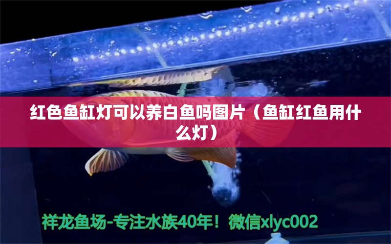 紅色魚缸燈可以養(yǎng)白魚嗎圖片（魚缸紅魚用什么燈） 觀賞魚批發(fā)