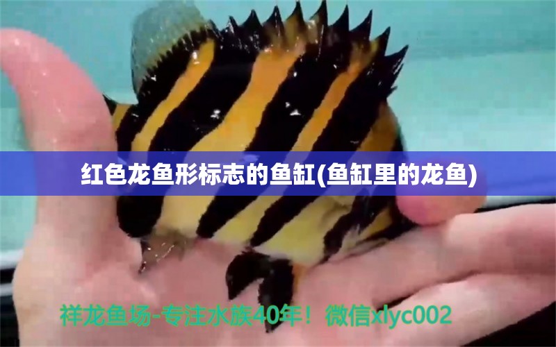 紅色龍魚形標(biāo)志的魚缸(魚缸里的龍魚) 眼斑魚