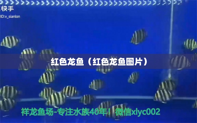 紅色龍魚（紅色龍魚圖片）