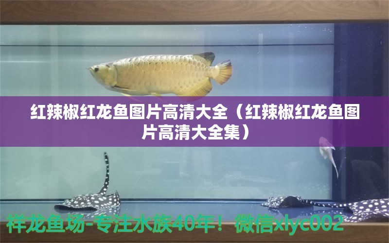 紅辣椒紅龍魚圖片高清大全（紅辣椒紅龍魚圖片高清大全集）