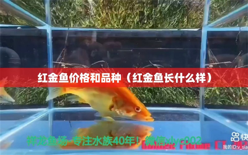 紅金魚價格和品種（紅金魚長什么樣） 白子黃化銀龍魚