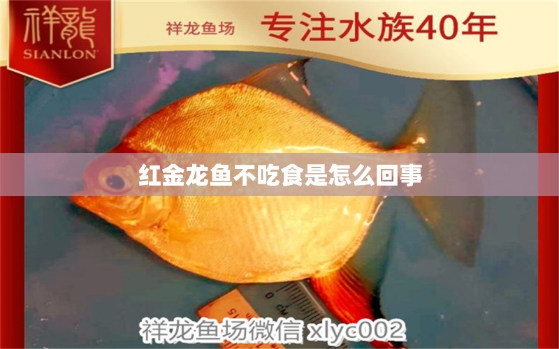 紅金龍魚(yú)不吃食是怎么回事