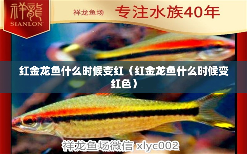 紅金龍魚什么時候變紅（紅金龍魚什么時候變紅色）