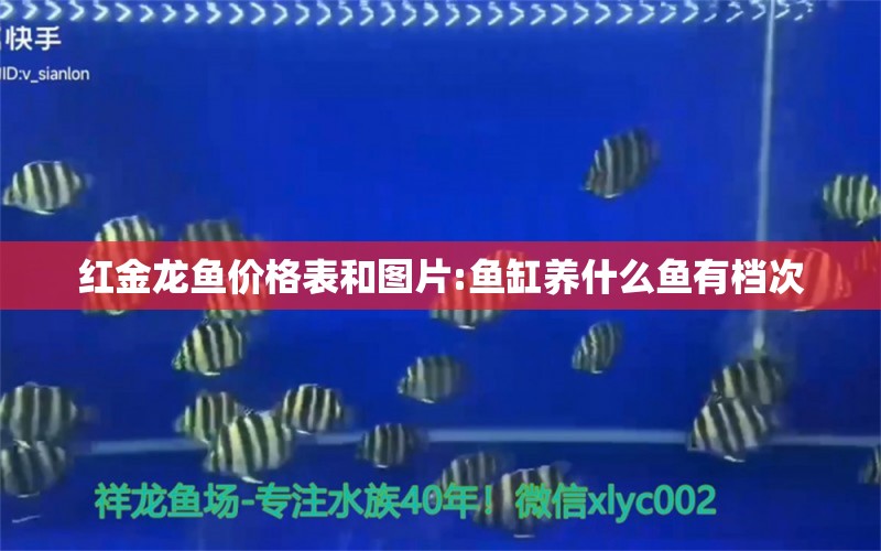 紅金龍魚價(jià)格表和圖片:魚缸養(yǎng)什么魚有檔次 龍魚批發(fā)