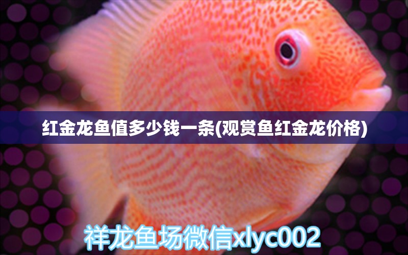 紅金龍魚值多少錢一條(觀賞魚紅金龍價格) 刀魚魚