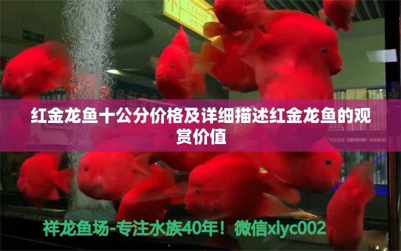 紅金龍魚(yú)十公分價(jià)格及詳細(xì)描述紅金龍魚(yú)的觀賞價(jià)值