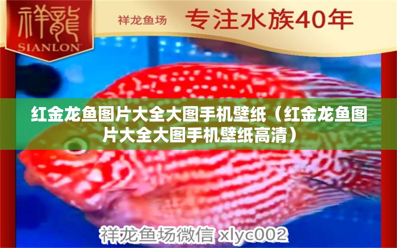 紅金龍魚(yú)圖片大全大圖手機(jī)壁紙（紅金龍魚(yú)圖片大全大圖手機(jī)壁紙高清）