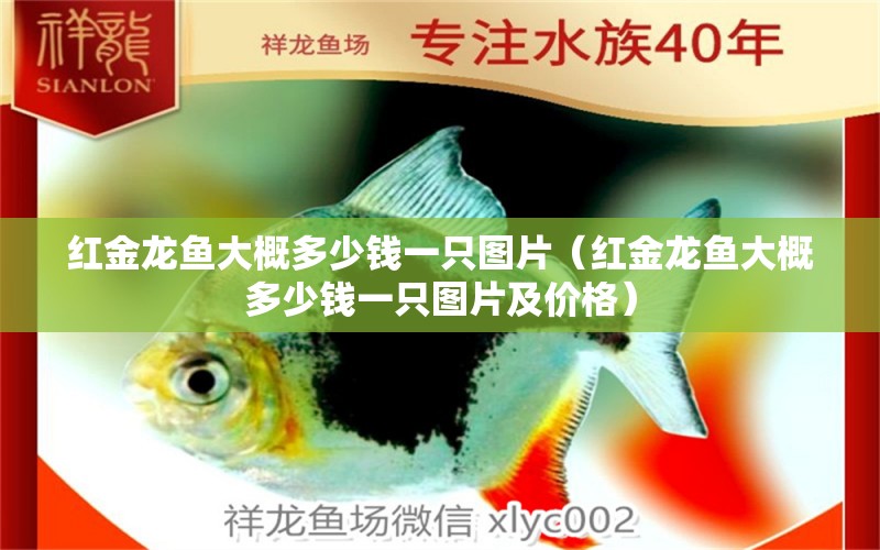 紅金龍魚(yú)大概多少錢(qián)一只圖片（紅金龍魚(yú)大概多少錢(qián)一只圖片及價(jià)格）