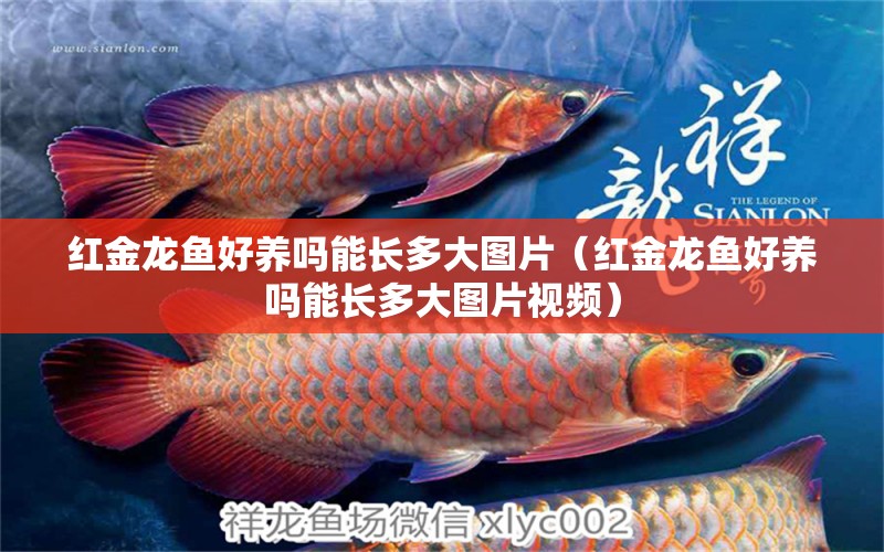 紅金龍魚好養(yǎng)嗎能長多大圖片（紅金龍魚好養(yǎng)嗎能長多大圖片視頻）