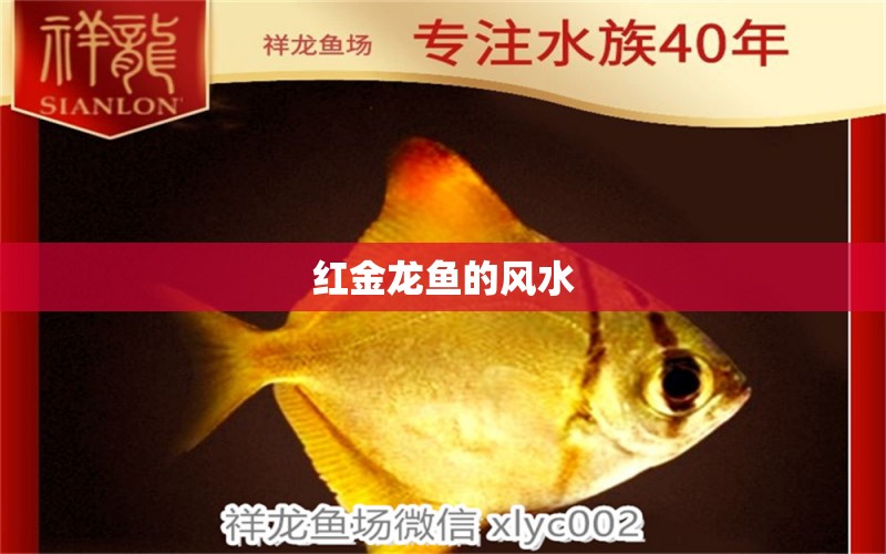 紅金龍魚的風水