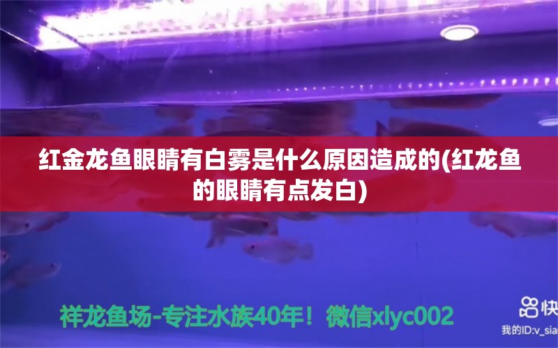 紅金龍魚眼睛有白霧是什么原因造成的(紅龍魚的眼睛有點(diǎn)發(fā)白) 紅頭利魚