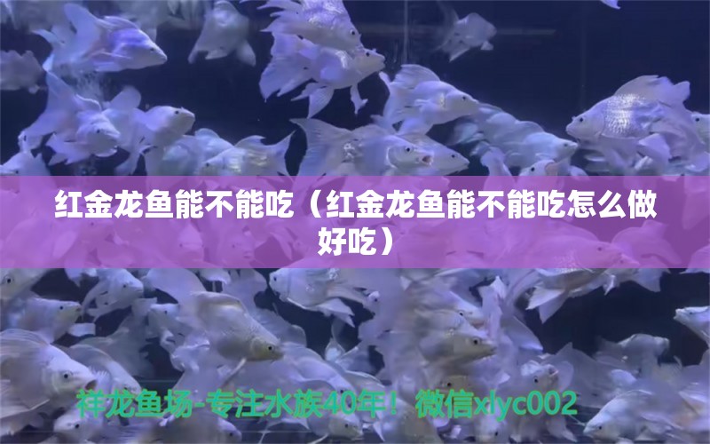 紅金龍魚(yú)能不能吃（紅金龍魚(yú)能不能吃怎么做好吃）