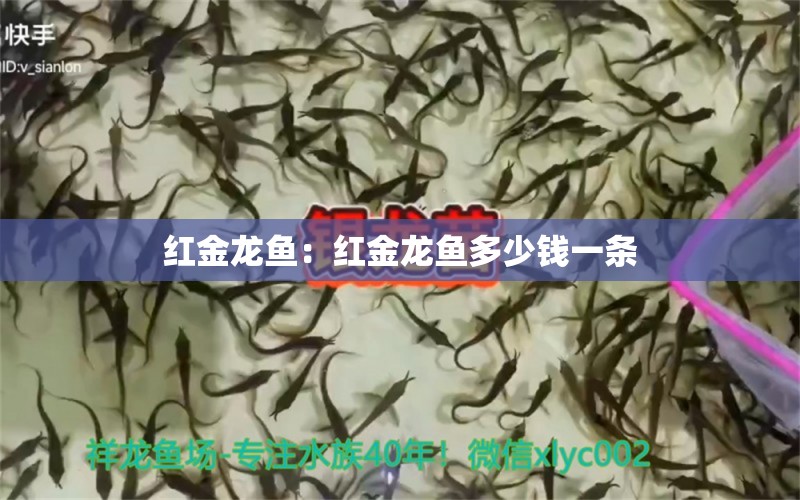 紅金龍魚(yú)：紅金龍魚(yú)多少錢(qián)一條