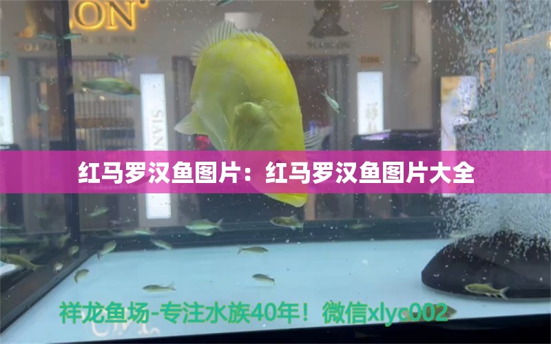 紅馬羅漢魚圖片：紅馬羅漢魚圖片大全 羅漢魚