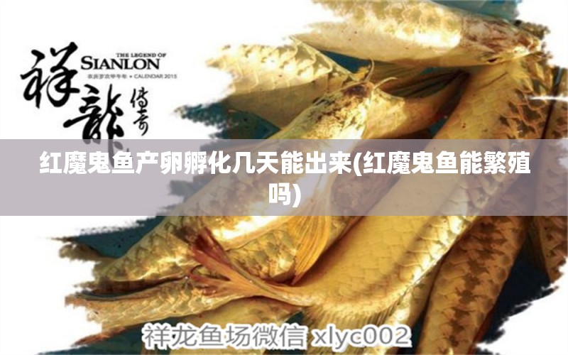 紅魔鬼魚產卵孵化幾天能出來(紅魔鬼魚能繁殖嗎) 圣菲埃及魚