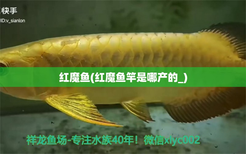 紅魔魚(紅魔魚竿是哪產(chǎn)的_) 垂釣樂園