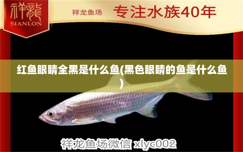 紅魚眼睛全黑是什么魚(黑色眼睛的魚是什么魚) 喂食器