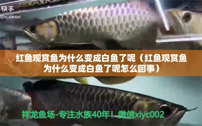 紅魚(yú)觀賞魚(yú)為什么變成白魚(yú)了呢（紅魚(yú)觀賞魚(yú)為什么變成白魚(yú)了呢怎么回事）