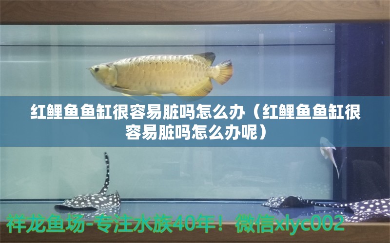 紅鯉魚(yú)魚(yú)缸很容易臟嗎怎么辦（紅鯉魚(yú)魚(yú)缸很容易臟嗎怎么辦呢）